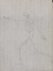 Uma Exposição Anatômica Comparativa da Estrutura do Corpo Humano com a de um Tigre e uma Co ...